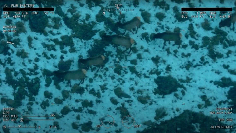 Aerial Survey of Elk Thumbnail