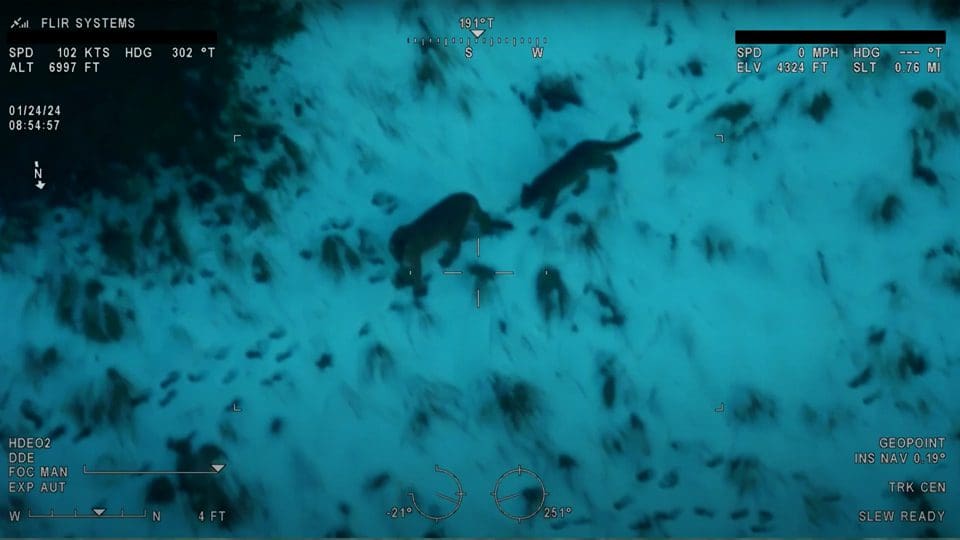 Aerial Survey of Mountain Lions