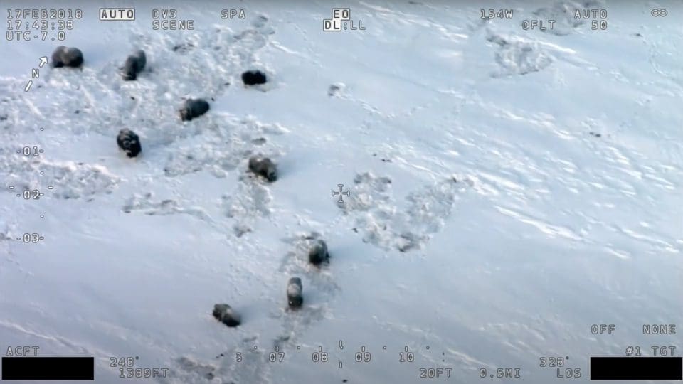Aerial Survey of Muskox Thumbnail