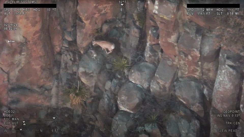 Aerial Neonate Survey