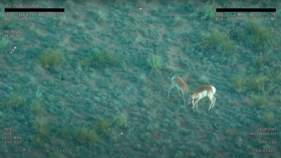 Aerial Survey of Pronghorn Sheep Thumbnail